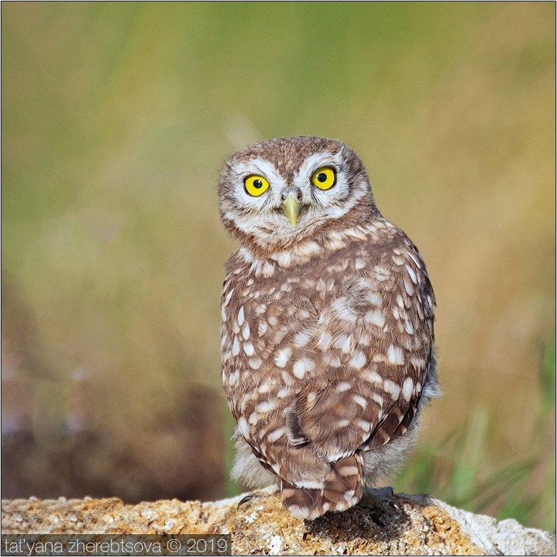 my-mriya, owl Взглядphoto preview