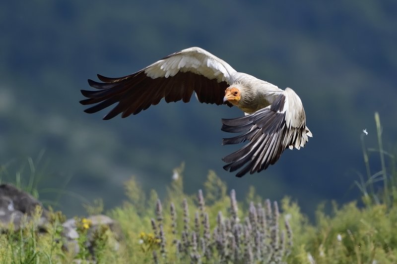 птицы birds Neophron percnopterusphoto preview