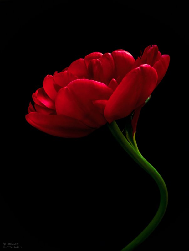 природа, макро, цветы, тюльпан, черное, красное, nature, macro, flowers, tulip, black, red, Красные сныphoto preview