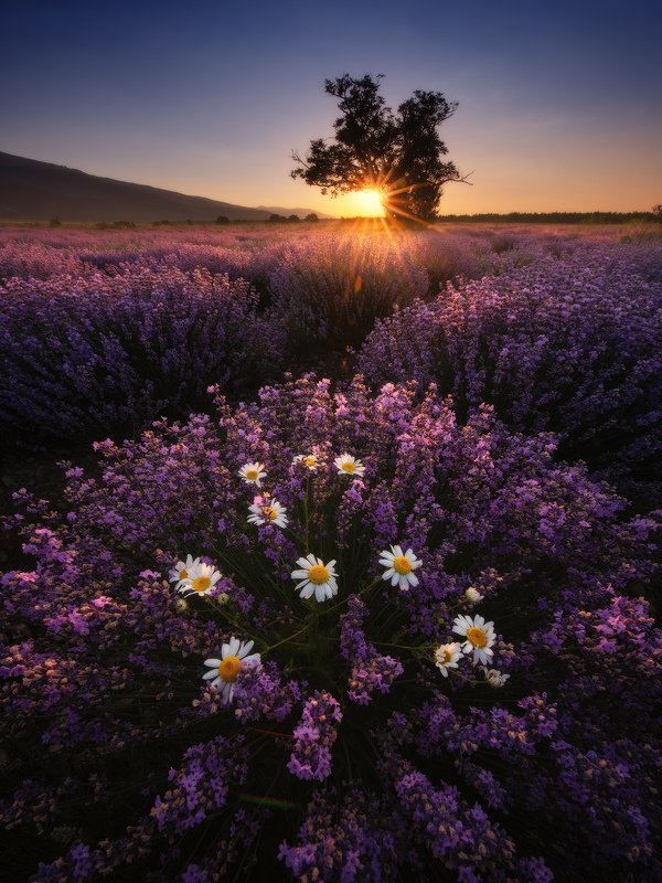 Лавандовые рассветыphoto preview