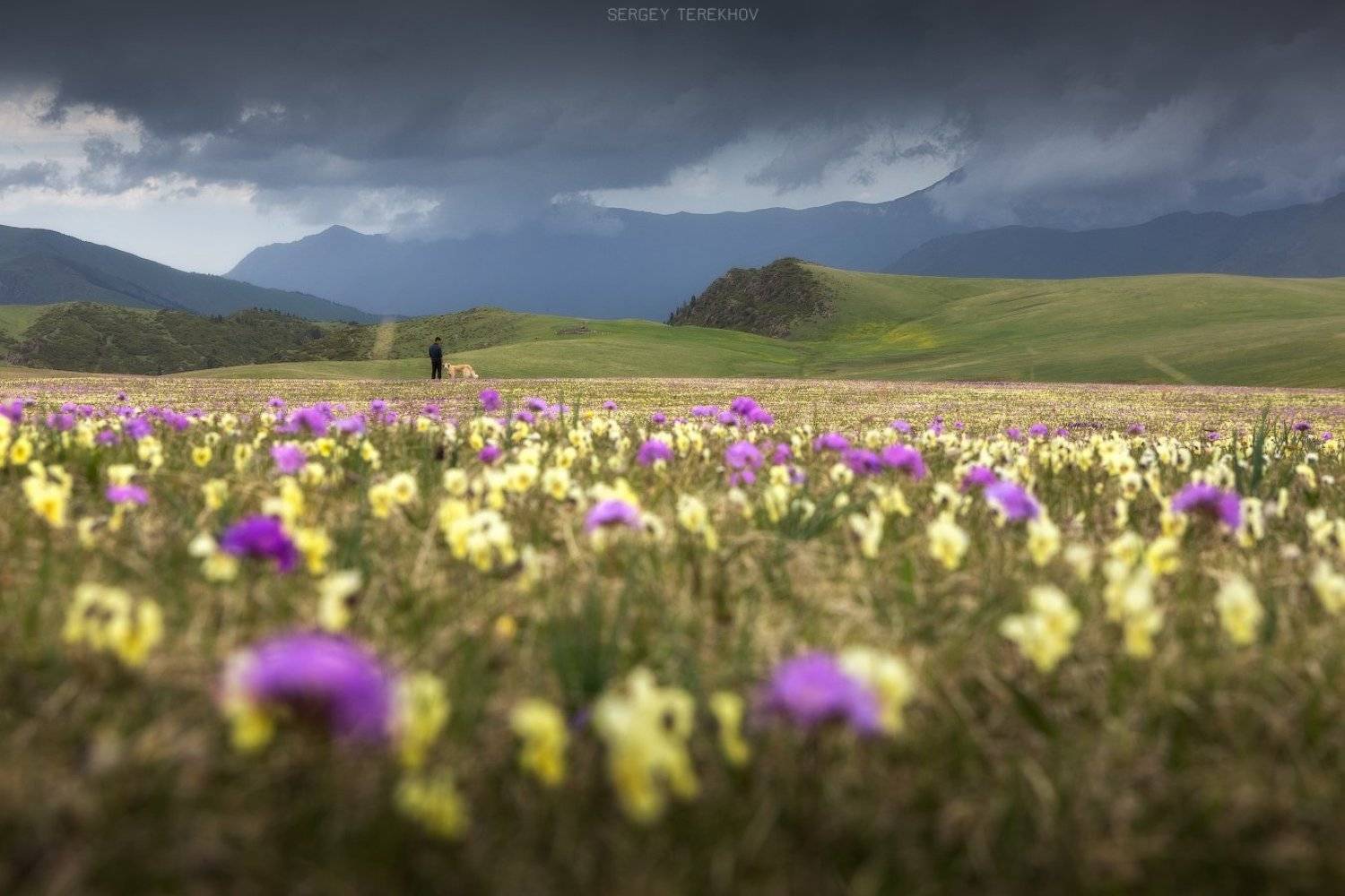 дон жайляу, заилийский алатау, казахстан, горы казахстана, сергей терехов, тянь-шань фото-трип,, Сергей Терехов