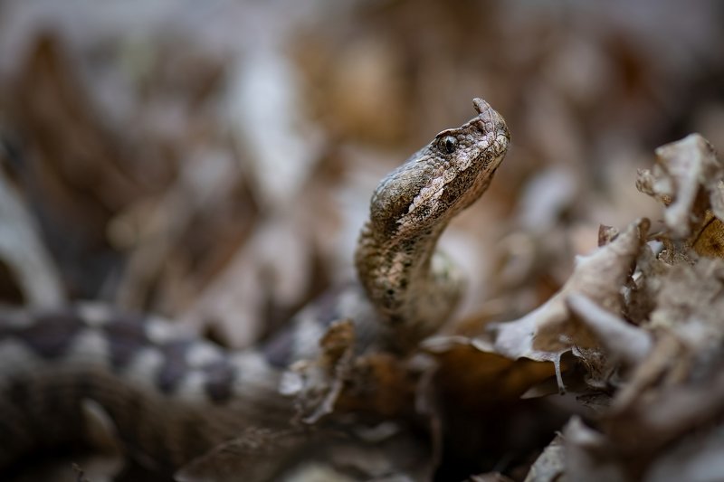 Носатая гадюкаphoto preview