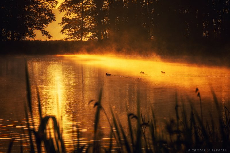 forest, poland, polish, landscape, sunrise, sunset, mood, musing, beautiful, amazing, awesome, adventure, explore, travel, light, birds, golden, lake Golden hourphoto preview