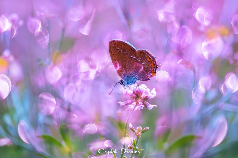 crystal dreams, macro, summer, color, art, nature, butterfly Meadow fairy talephoto preview