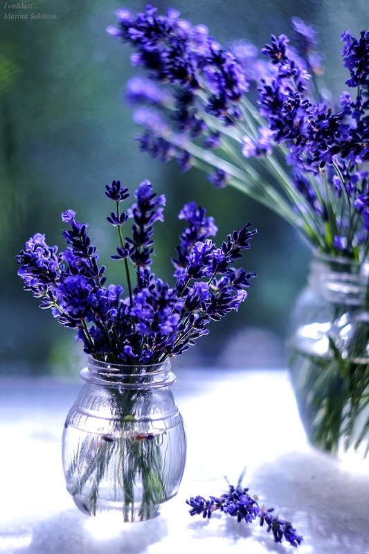 Про лаванду.photo preview