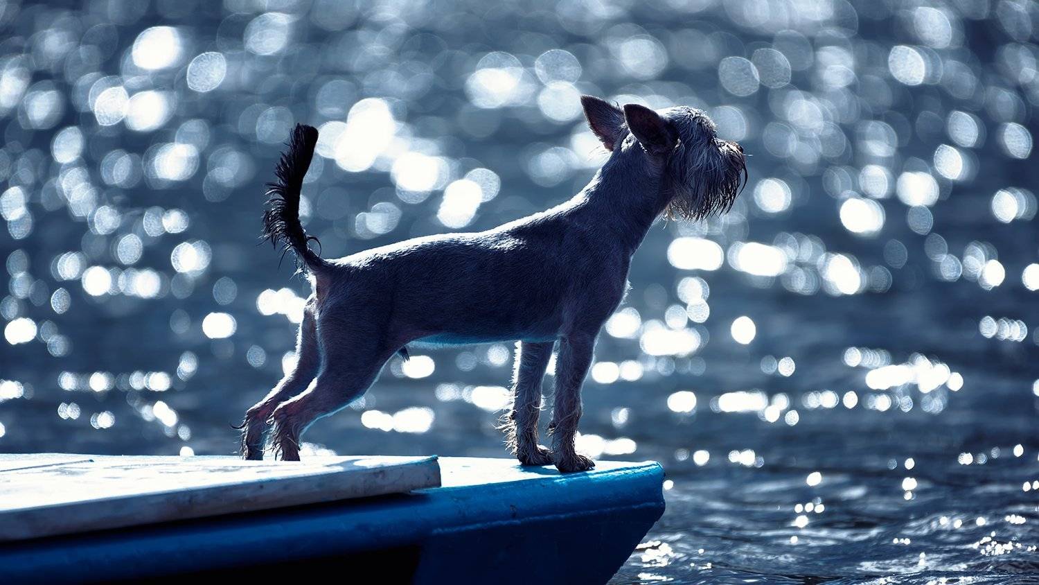 Морской волк. Начало.. Автор: Сергей Скоробогатов , Сергей Скоробогатов