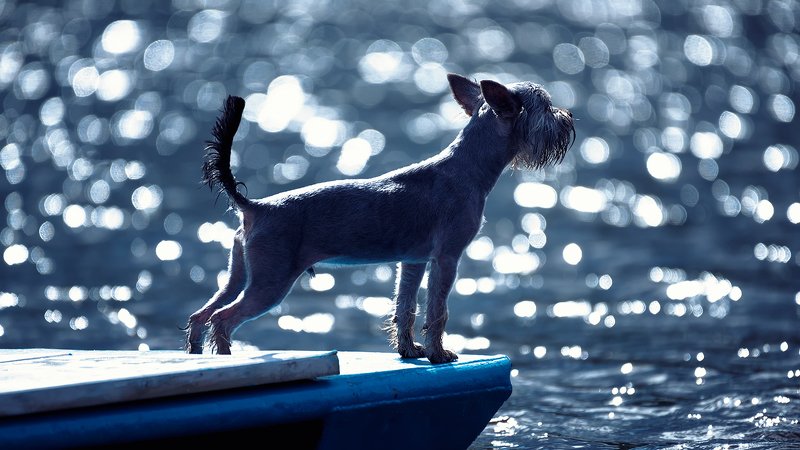 Морской волк. Начало.photo preview