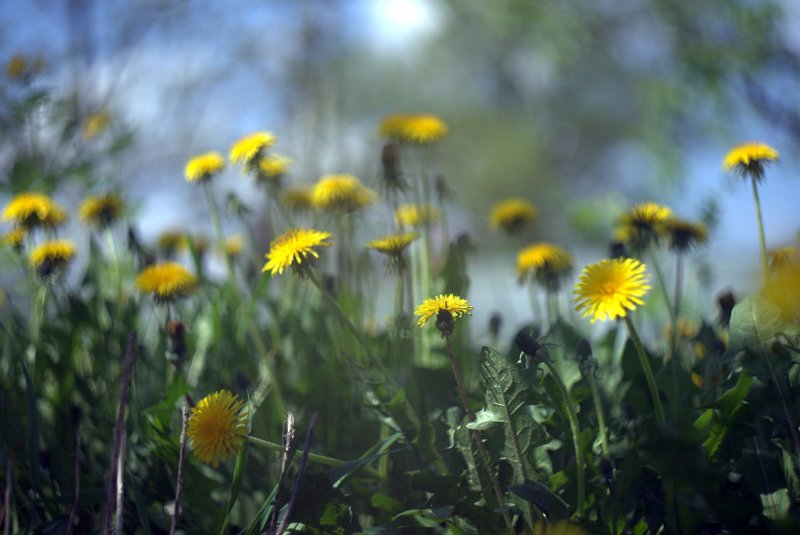 *** фото превью