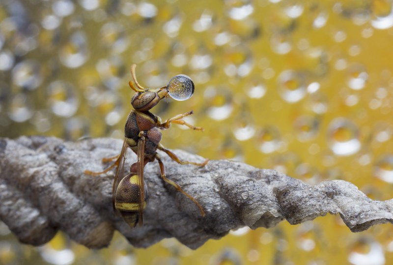 #macro#wasp#waterbubble#reflection#colors Wasp Blowing Water Bubble 190626Aphoto preview