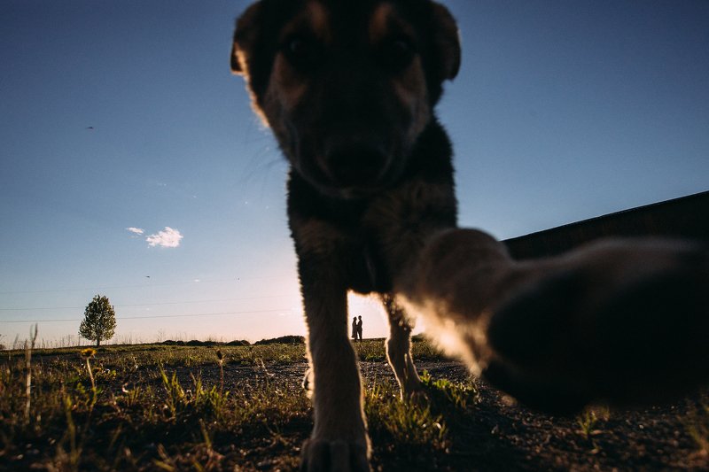 ильярихтер, рихтер, lovestory, canon6d, собака, семья Случайностьphoto preview