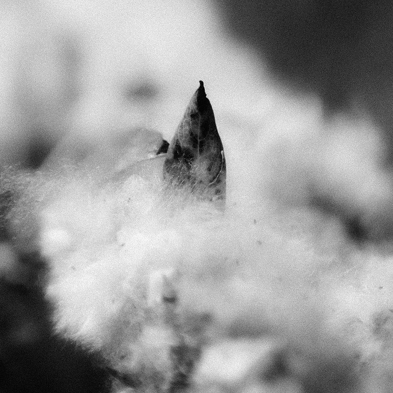 Тополиный пухphoto preview