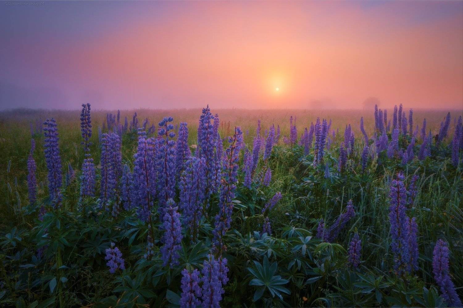 люпины, цветы, рассвет, туман, Михаил Дубровинский