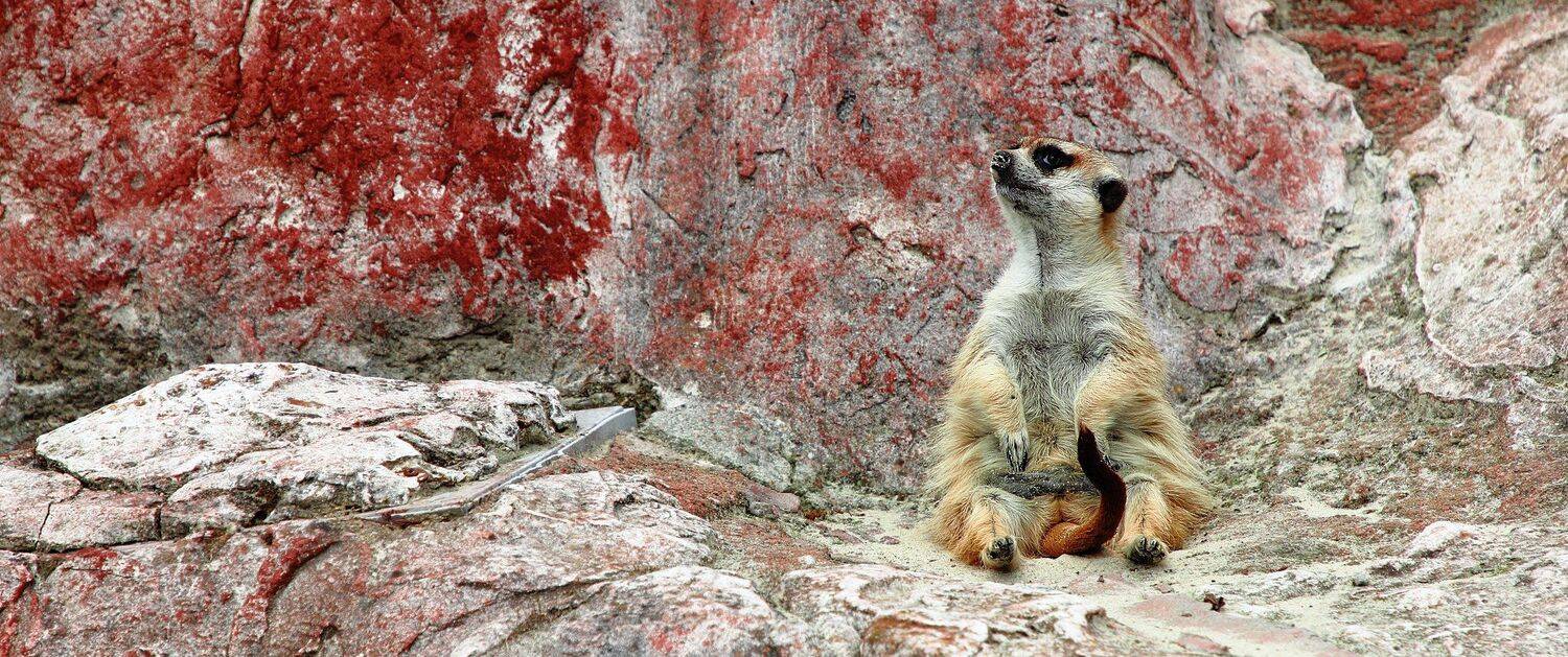 Я на солнышке сижу... Всё гляжу и гляжу.... Автор: Дмитрий Салтыков животное, животные, суриката, сурикаты, портрет, мангустовые, animals, portrait, herpestidae, viverridae, Дмитрий Салтыков