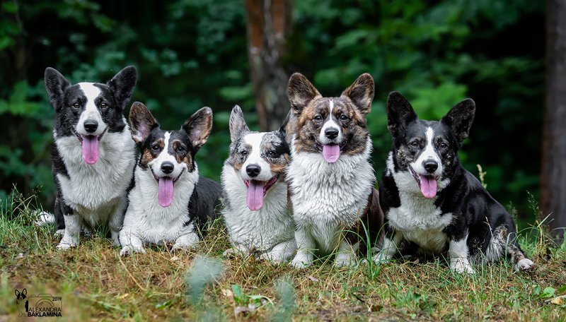 собака, корги, вельш корги кардиган Моя банда!)photo preview