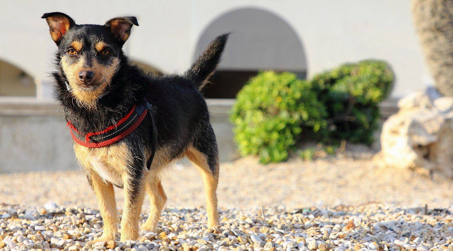 Старый друг лучше новых двух.... Автор: Дмитрий Салтыков животное, животные, собака, собаки, портрет, dogs, animals, portrait, minpin, friend, Дмитрий Салтыков