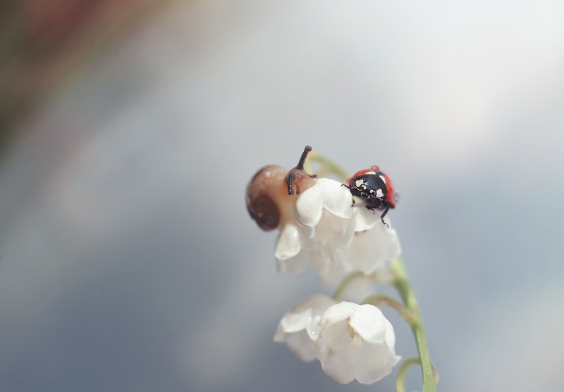 Подружкиphoto preview