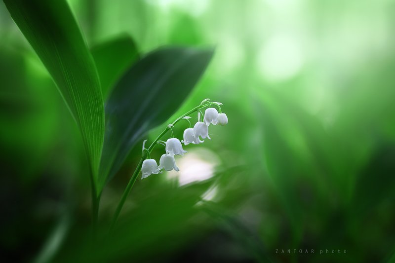 ландыш,convallaria majalis,zanfoar,czech republic,moravia,bohemia,nikon d750,nature,macro,чехия Ландыш - Convallaria majalisphoto preview