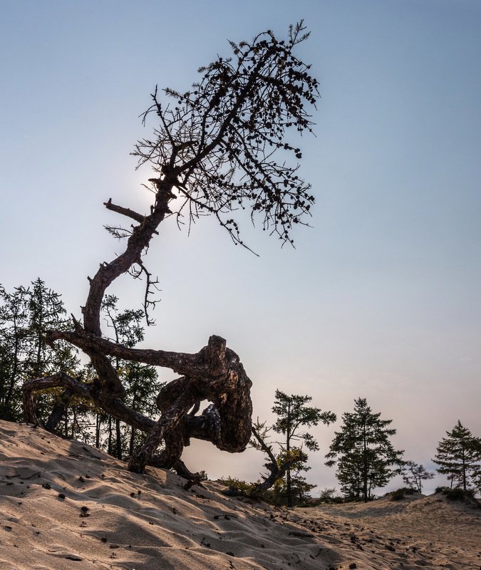 озеро, байкал, сибирь, лиственница, дерево, сарайский залив, ольхон, ник васильев, камасутра Камасутра по Ольхонски.photo preview