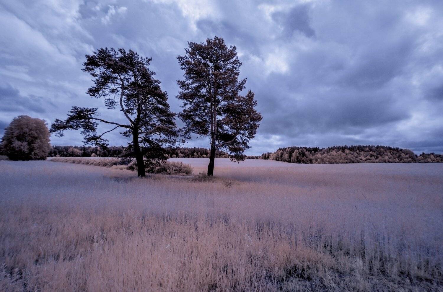 infrared,ик-фото,инфракрасное фото, инфракрасная фотография, пейзаж, лето, Sixten ( Сергей )