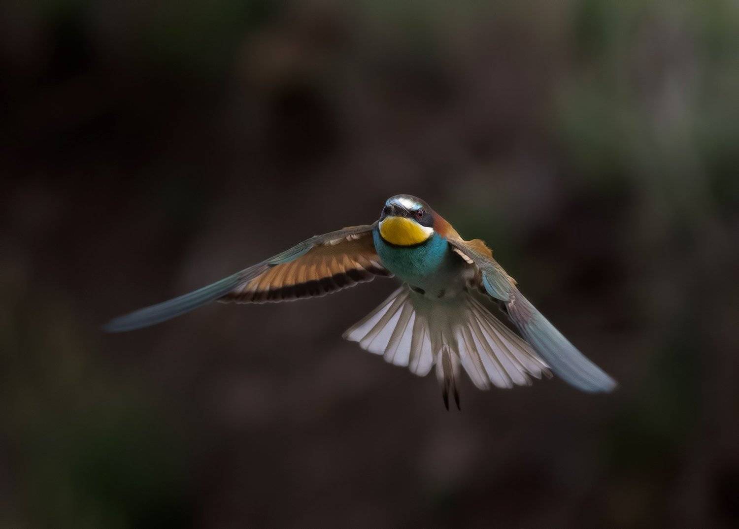 , Стефан Дянков