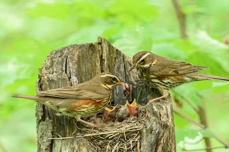 дрозд-белобровик дрозд-белобровик.photo preview