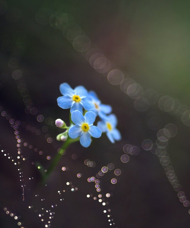 бокешки, роса, паутинка, цветы, лес, волшебство, природа photo preview