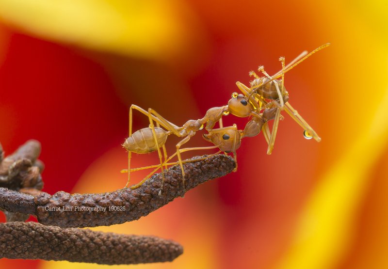 #ant#fighting#colors#waterbubble#reflection Ant Fightingphoto preview