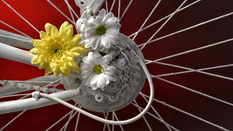 цветы Цветыphoto preview