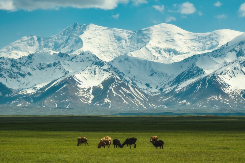 киргизия, кыргызстан, азия, горы, луг, скалы, пейзаж, лето, ущелье, джайлоо, пастбище, река, рассвет, овца, отара Просторphoto preview