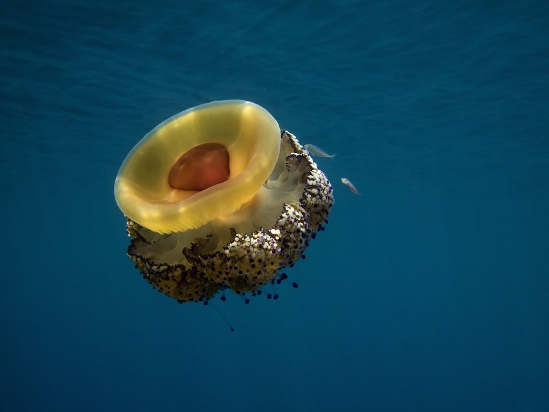 Fried egg jellyfish( Cotylorhiza tuberculata)photo preview
