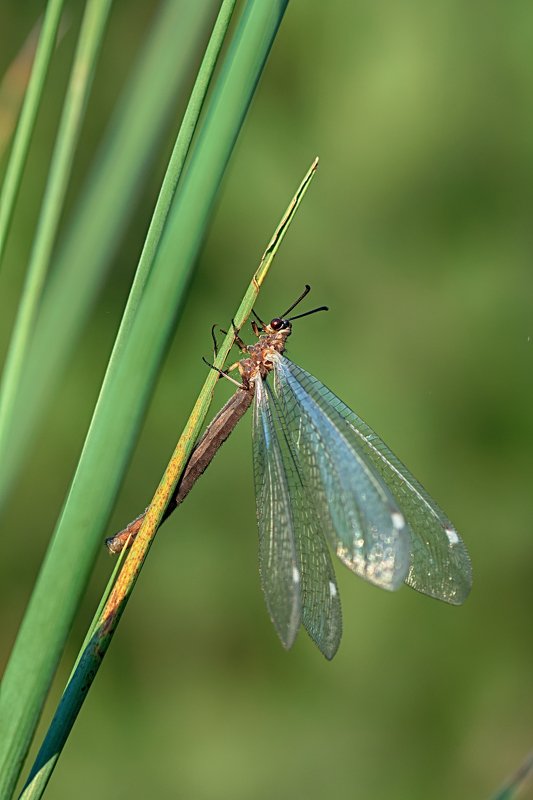 жук,лапы,глаза,свет,блик,солнце,песок photo preview