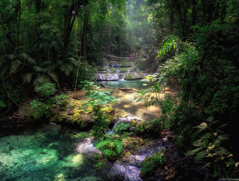 джунгли, майя Джунгли майяphoto preview