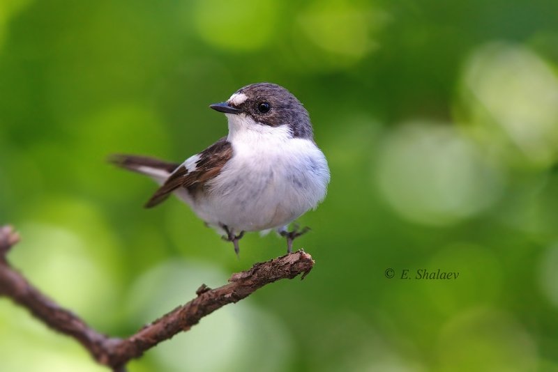 birds,european pied flycatcher,ficedula hypoleuca,мухоловка,мухоловка-пеструшка,птица,птицы,фотоохота Хоба !!!!photo preview