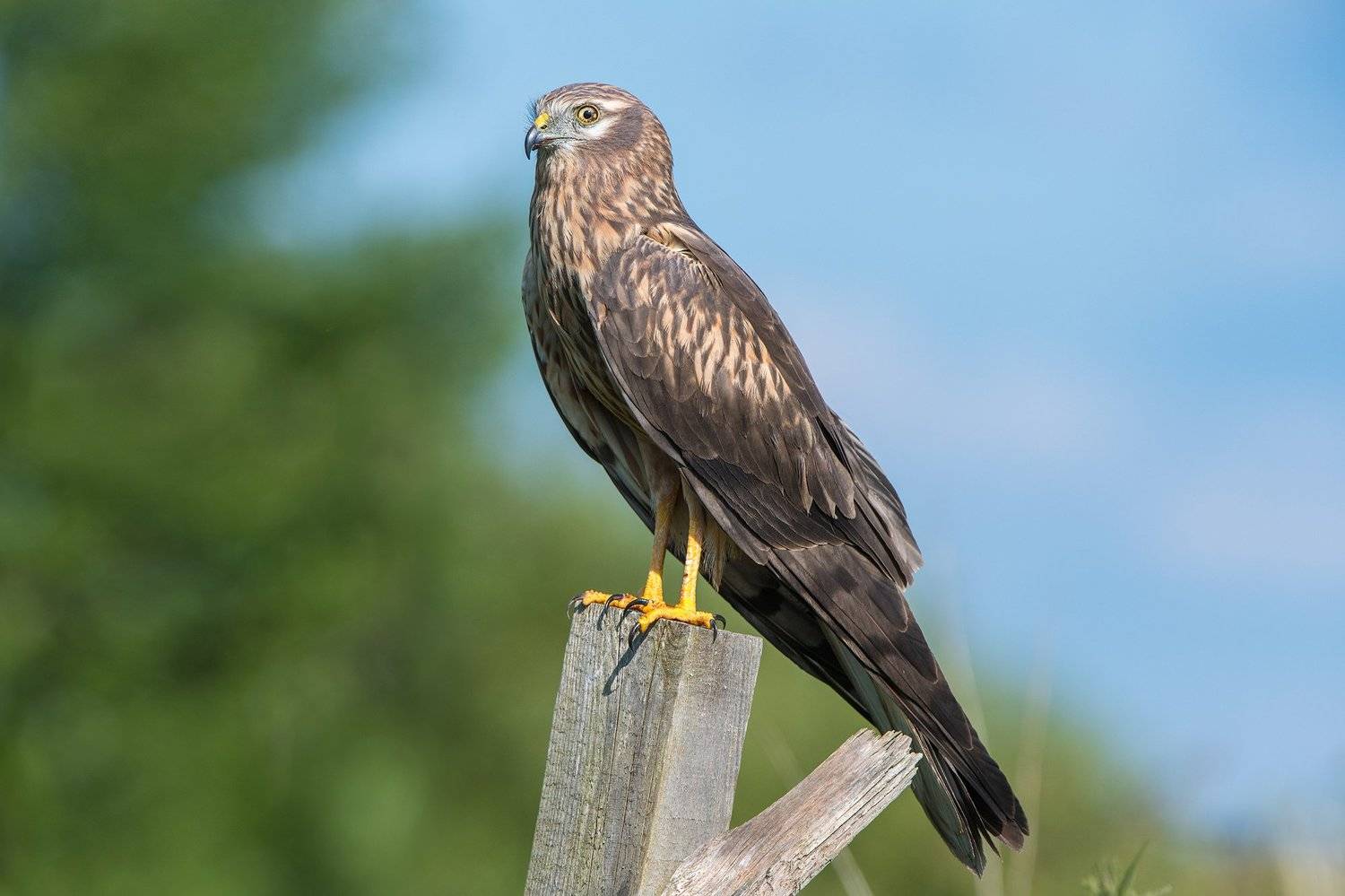 , Сумников Алексей