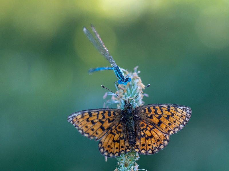 Соседиphoto preview