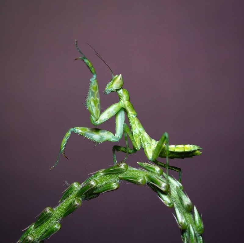 macro, mantis, dancing, green, insect Dancingphoto preview