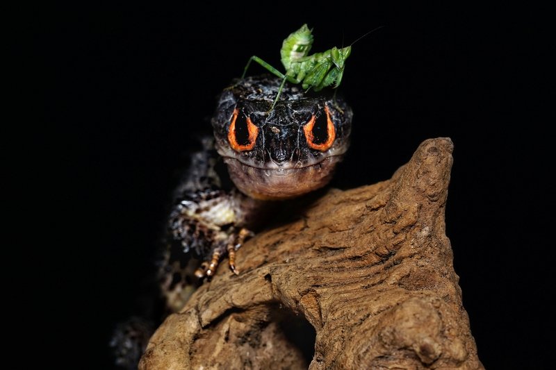 macro, insect, reptile, mantis, crocodileskink, peace, love Peace and Love One Anotherphoto preview