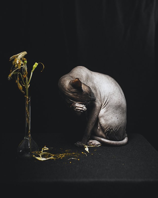 #sonyalpharussia, #sonyphotorussia, #catsofinstagram, #sphinxcat, #kerch, #sonya7rii \