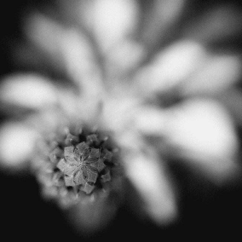 Цветокphoto preview