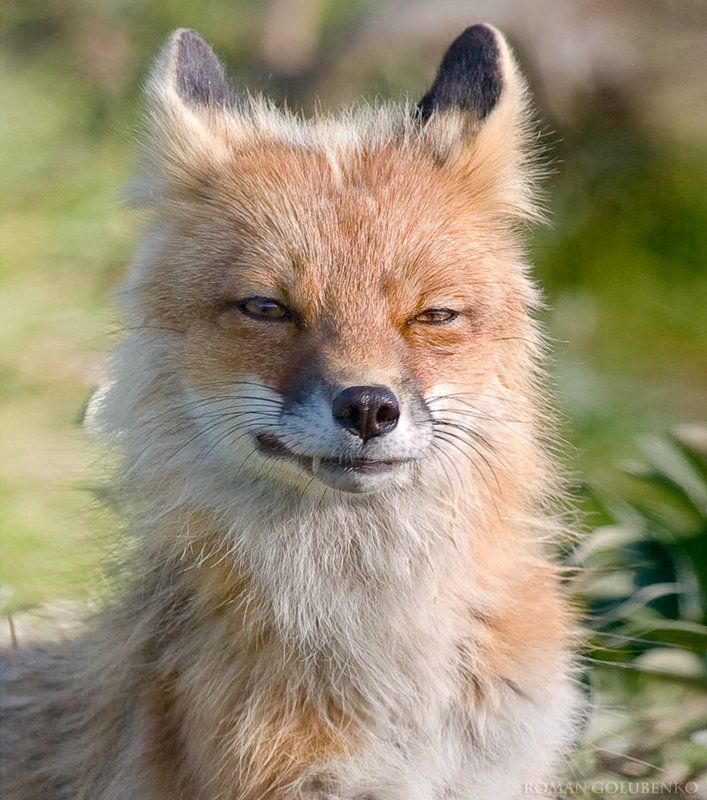 Белый клык. Аляска / Brother Foxphoto preview