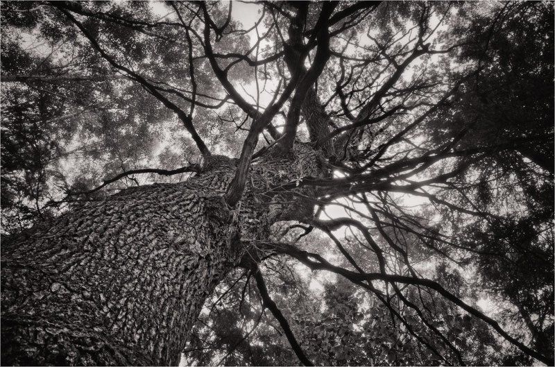 дуб Старый дубphoto preview