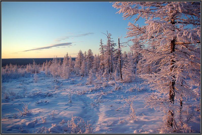 зима, утро, мороз, тайга, якутия Морозное утроphoto preview