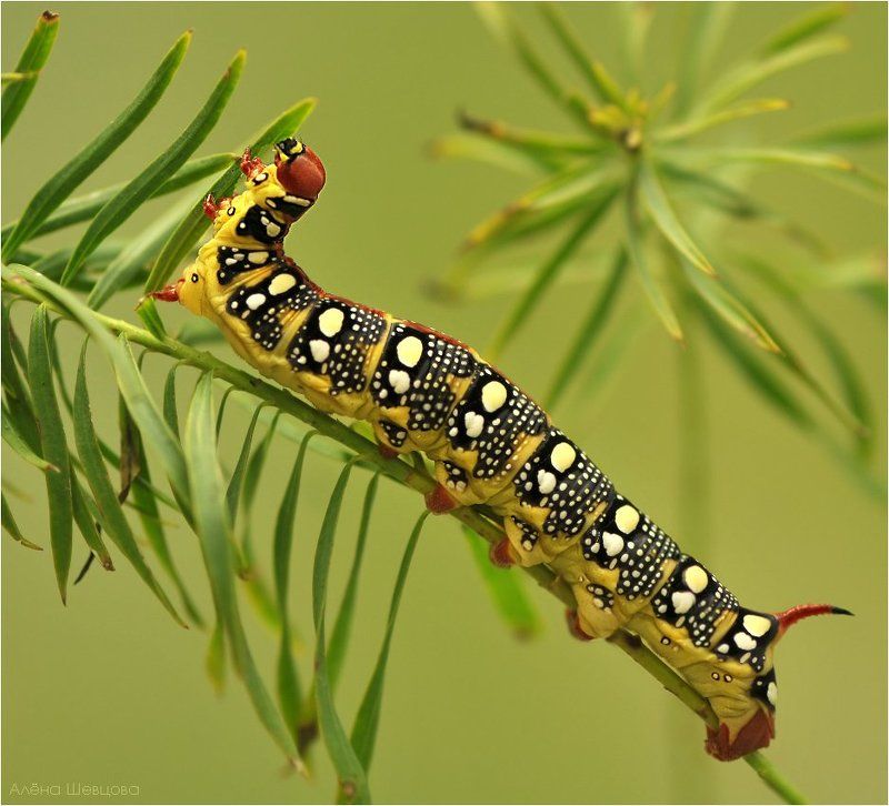 бражник, молочайный Бражник молочайныйphoto preview