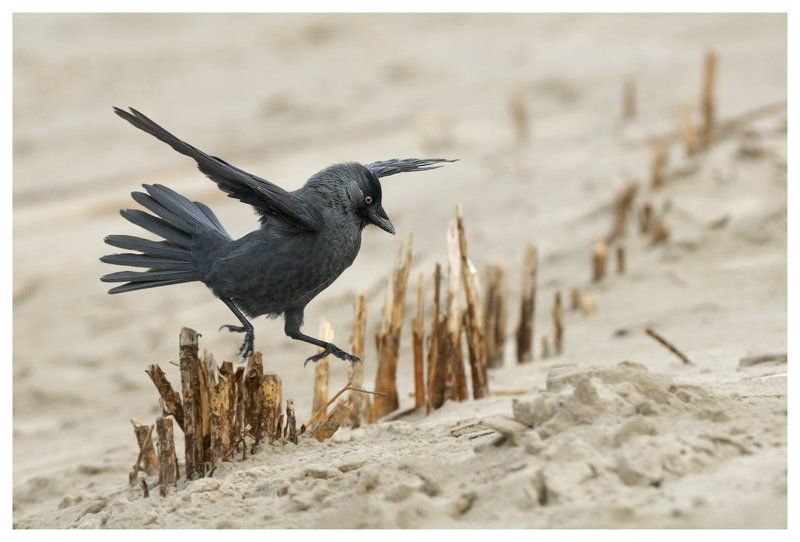 corvus monedula , молодая , галка, остров амеланд, нидерланды Бег с препятствиямиphoto preview