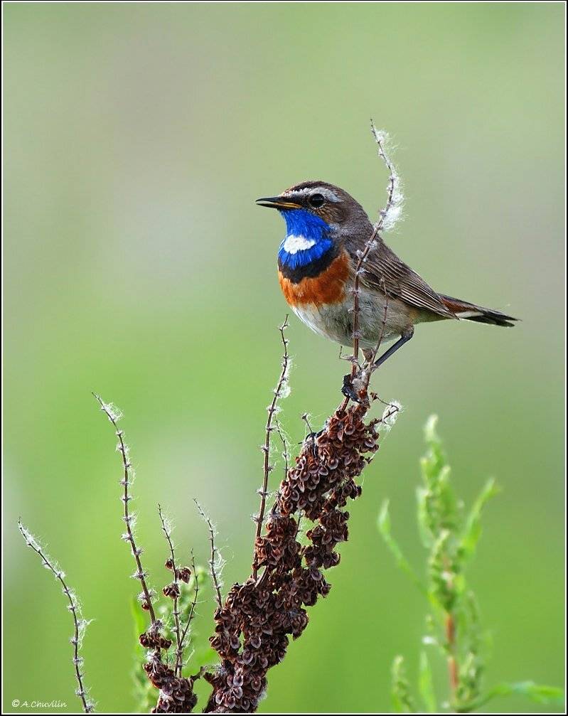 варакушка,лето, Александр Чувилин