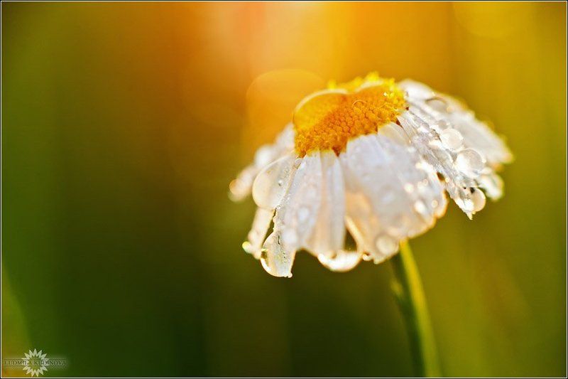 Венчальнаяphoto preview