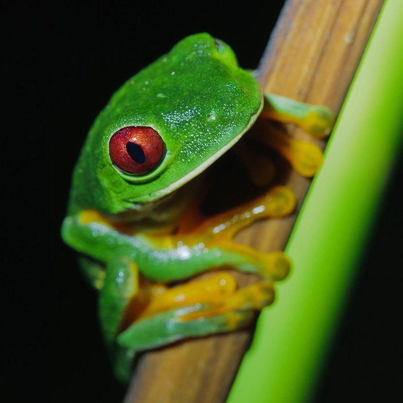 красноглазая квакша,коста-рика Красавица с красными глазамиphoto preview