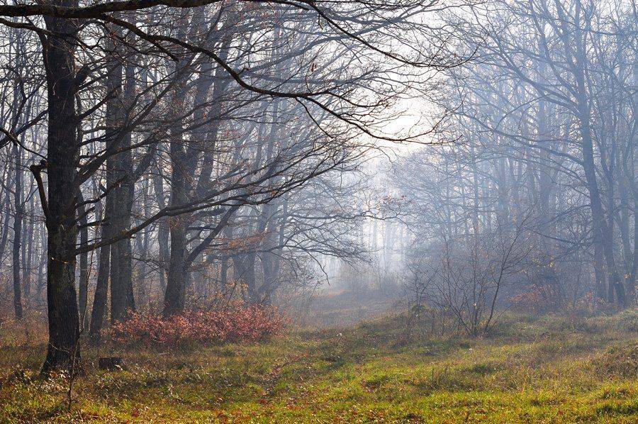 , Светлана Щемелева