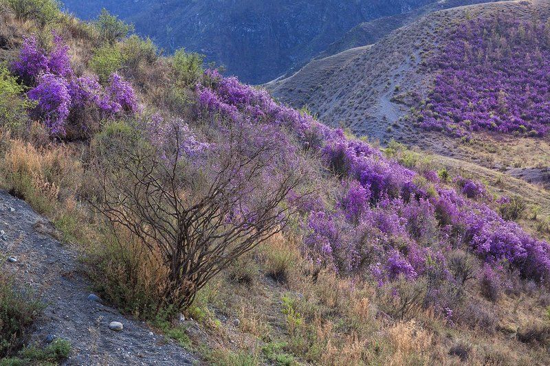 Маральник на Алтае!photo preview