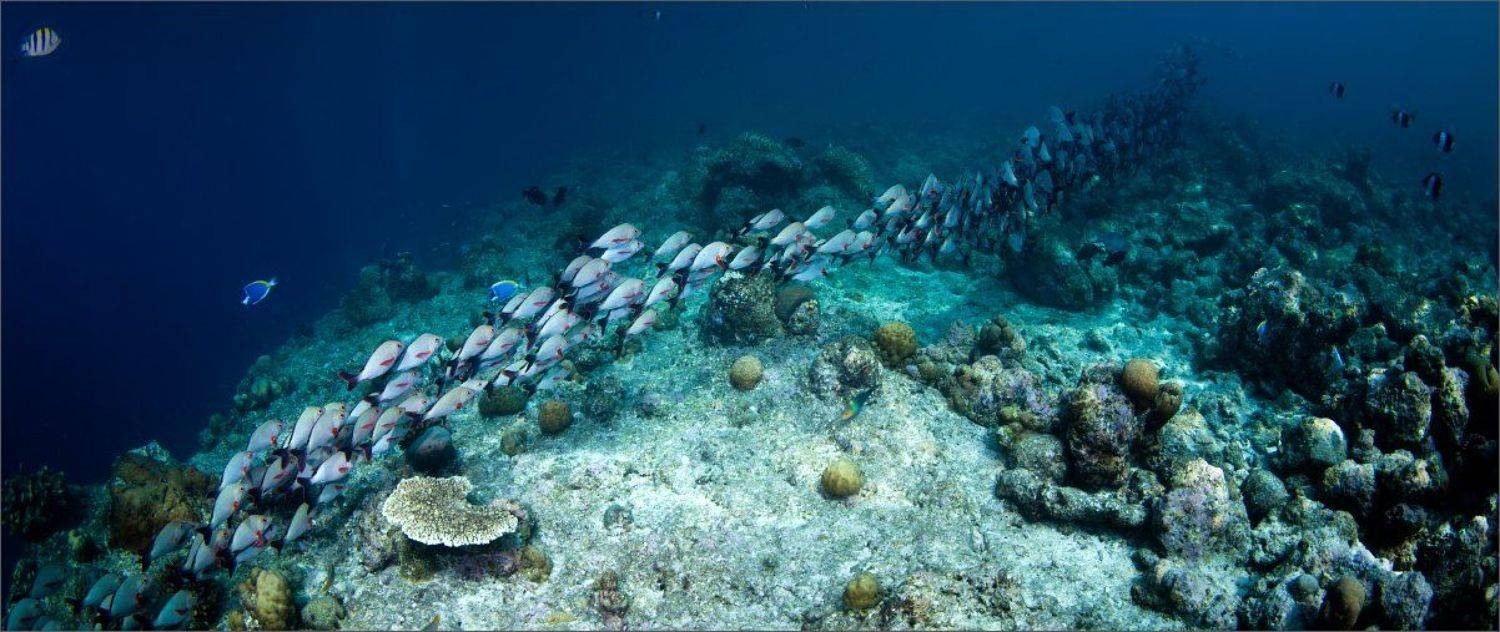 чего_то_дают, Нетушки